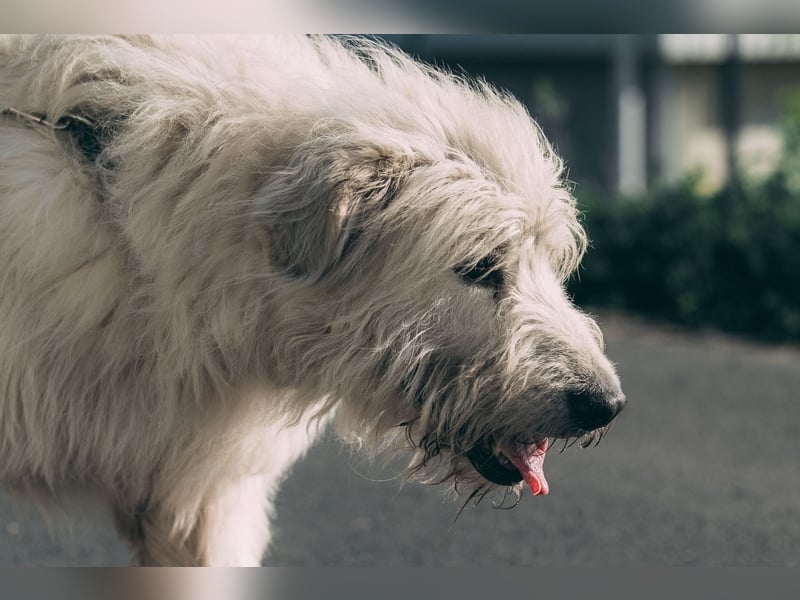 Falcor - netter, freundlicher Senior der nochmal Liebe erfahren möchte