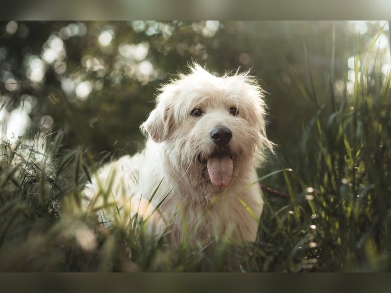 Falcor - netter, freundlicher Senior der nochmal Liebe erfahren möchte