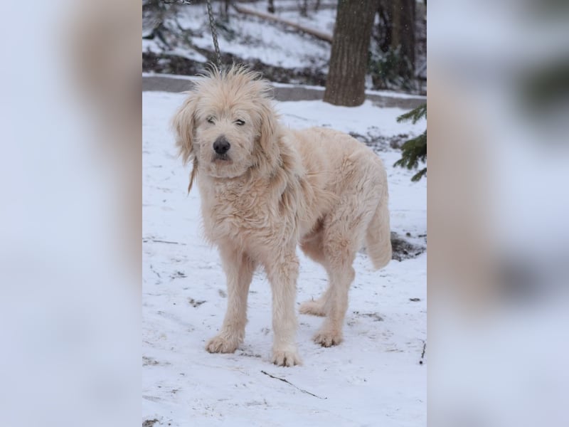 Falcor - netter, freundlicher Senior der nochmal Liebe erfahren möchte