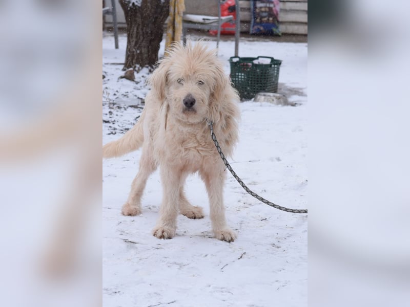 Falcor - netter, freundlicher Senior der nochmal Liebe erfahren möchte