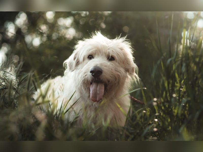 Falcor - netter, freundlicher Senior der nochmal Liebe erfahren möchte