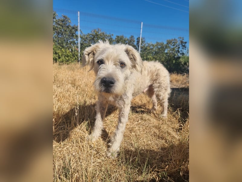 Wuschelkopf Albo sucht sein Zuhause