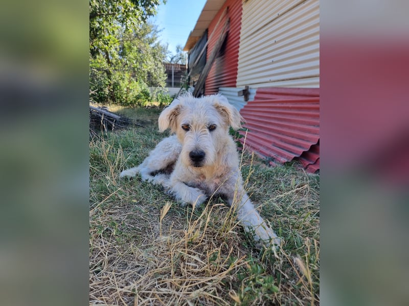 Wuschelkopf Albo sucht sein Zuhause