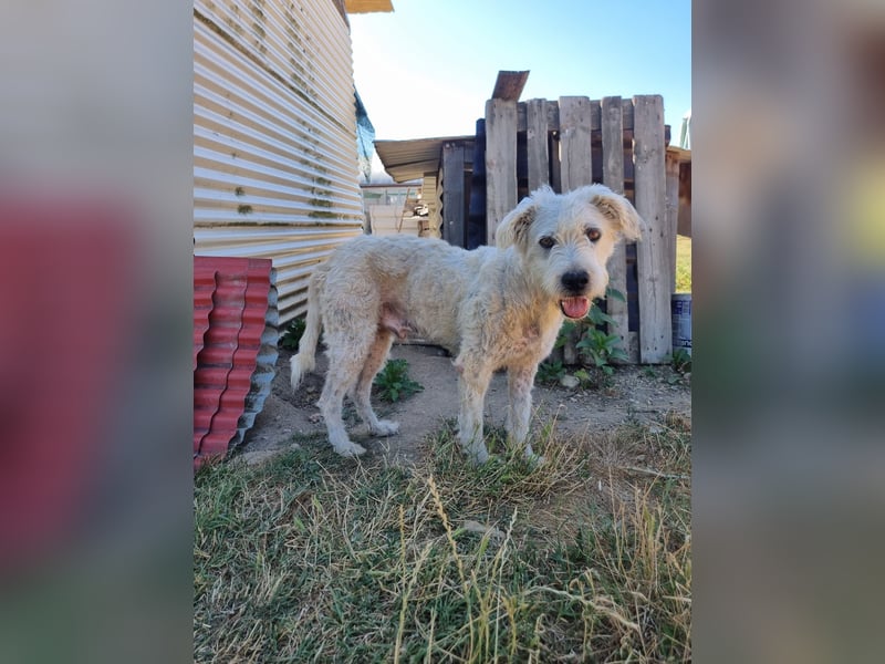 Wuschelkopf Albo sucht sein Zuhause
