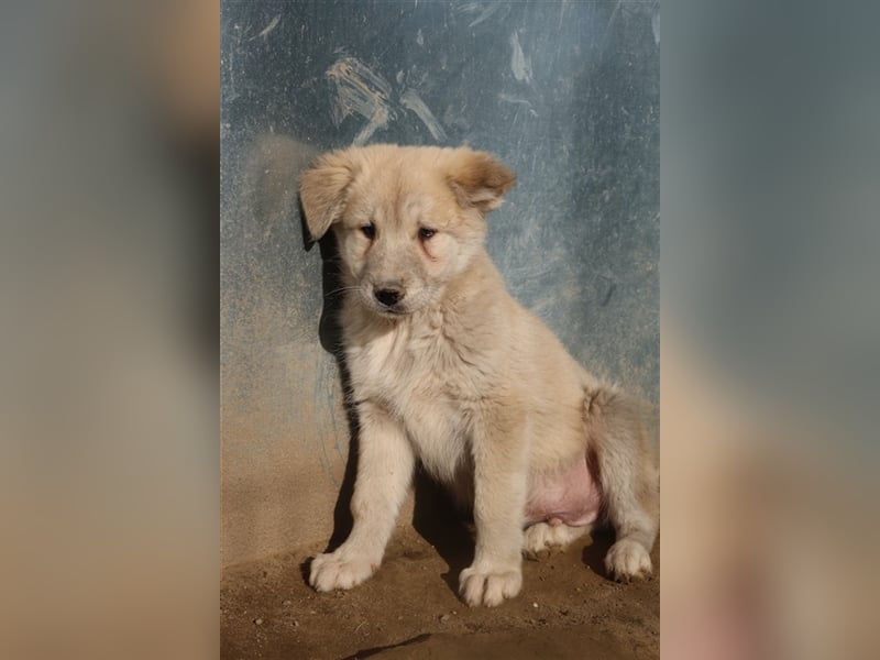 Hannes, geb. ca. 09/2023, lebt in GRIECHENLAND, im städt. Tierheim Serres