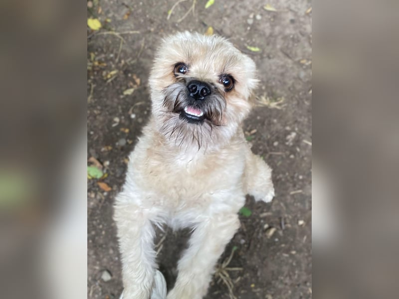 Kleiner Herzbube „Winnie“ – sucht sein Glück für immer