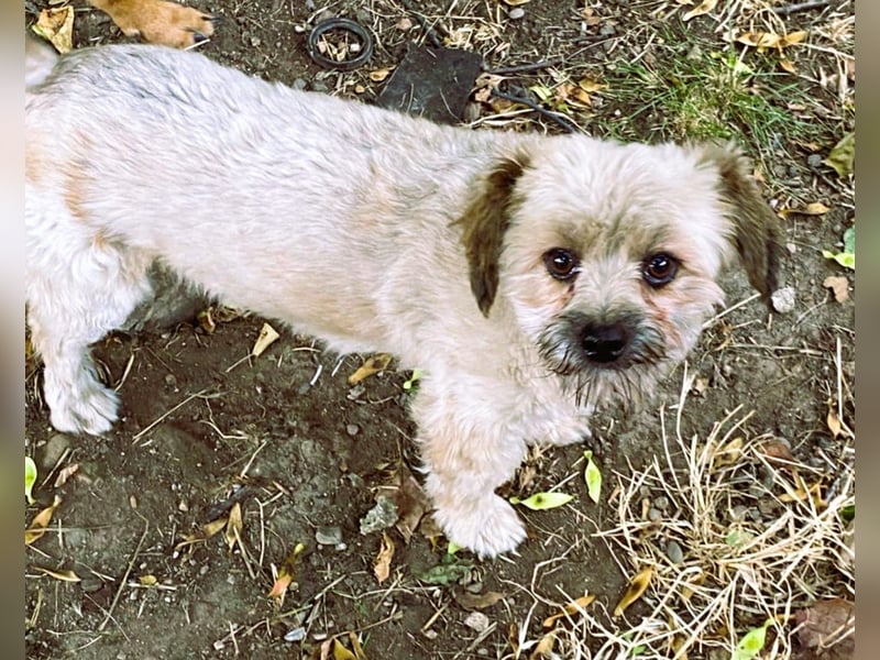 Kleiner Herzbube „Winnie“ – sucht sein Glück für immer