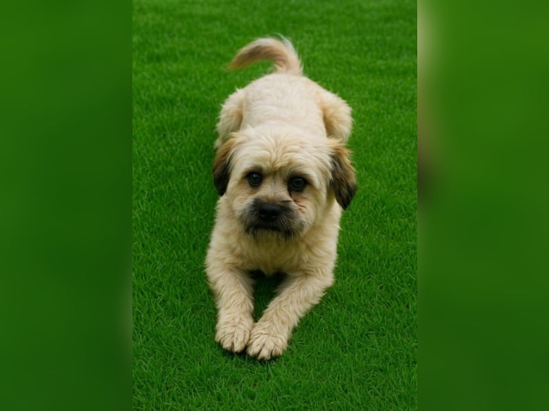 Kleiner Herzbube „Winnie“ – sucht sein Glück für immer