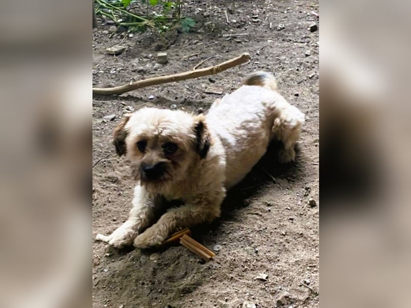 Kleiner Herzbube „Winnie“ – sucht sein Glück für immer