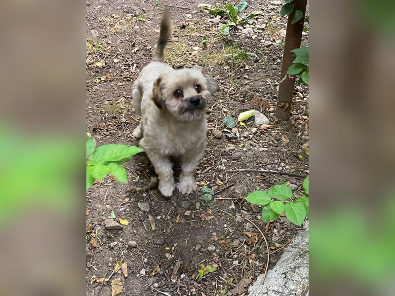 Kleiner Herzbube „Winnie“ – sucht sein Glück für immer
