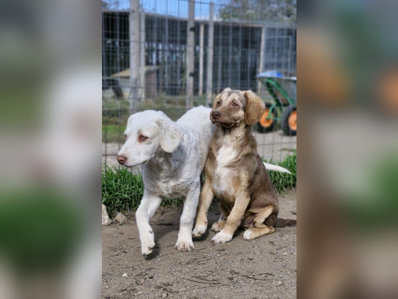 BOM - sucht sein Traumzuhause bei lieben Menschen
