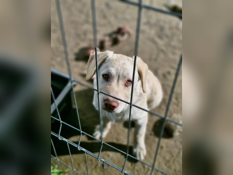BIM - Traumhund sucht Traumzuhause