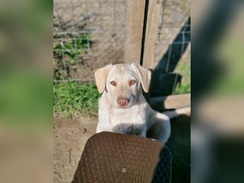 BIM - Traumhund sucht Traumzuhause