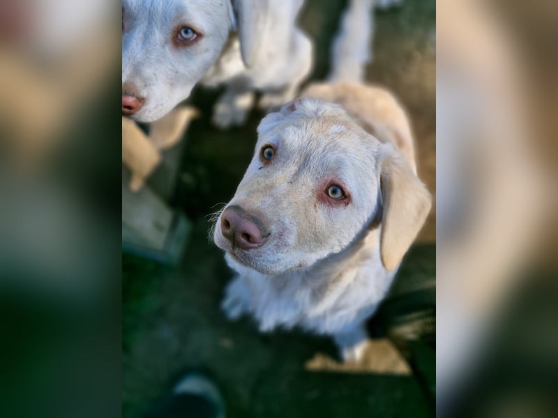 BIM - Traumhund sucht Traumzuhause