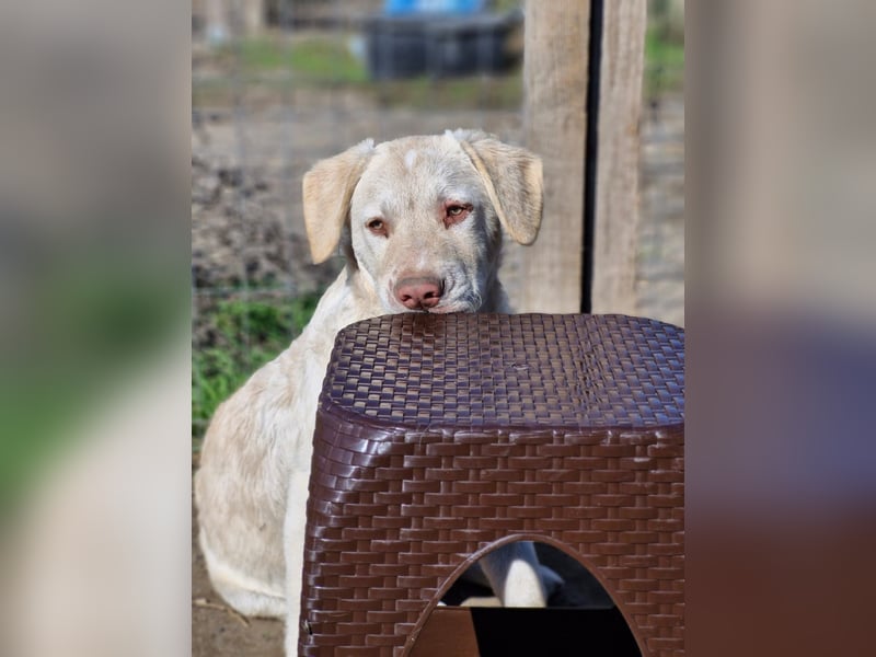 BIM - Traumhund sucht Traumzuhause