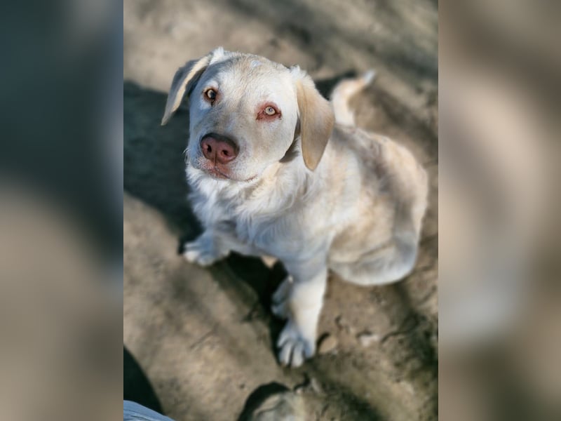 BIM - Traumhund sucht Traumzuhause