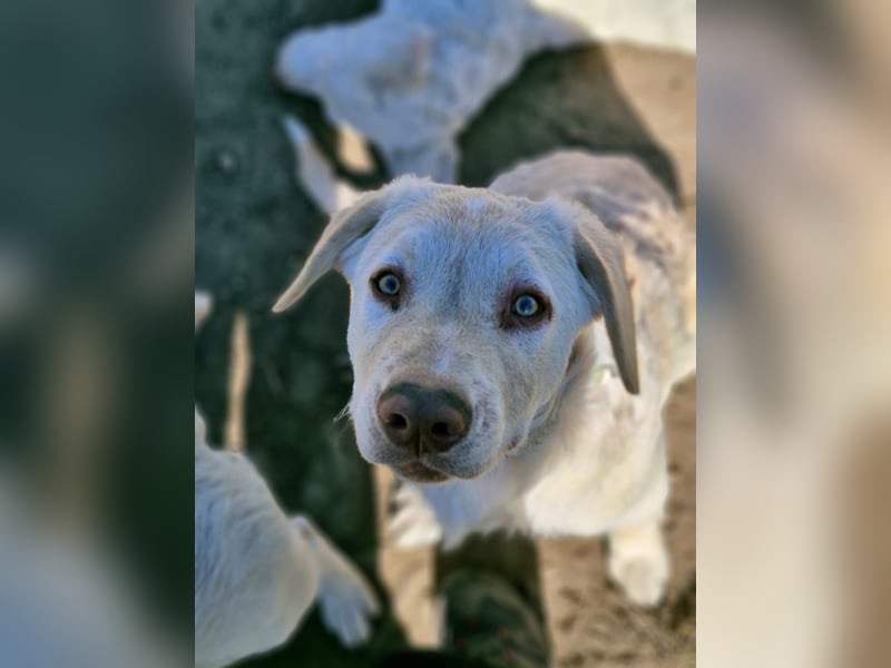 BIM - Traumhund sucht Traumzuhause