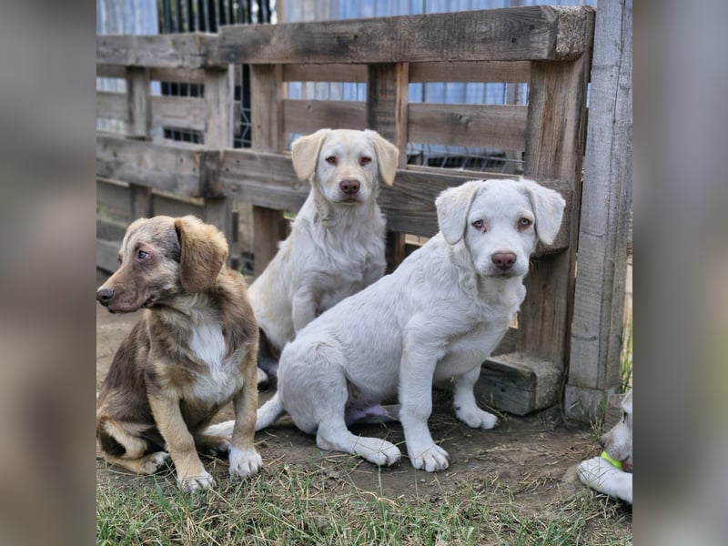 BIM - Traumhund sucht Traumzuhause