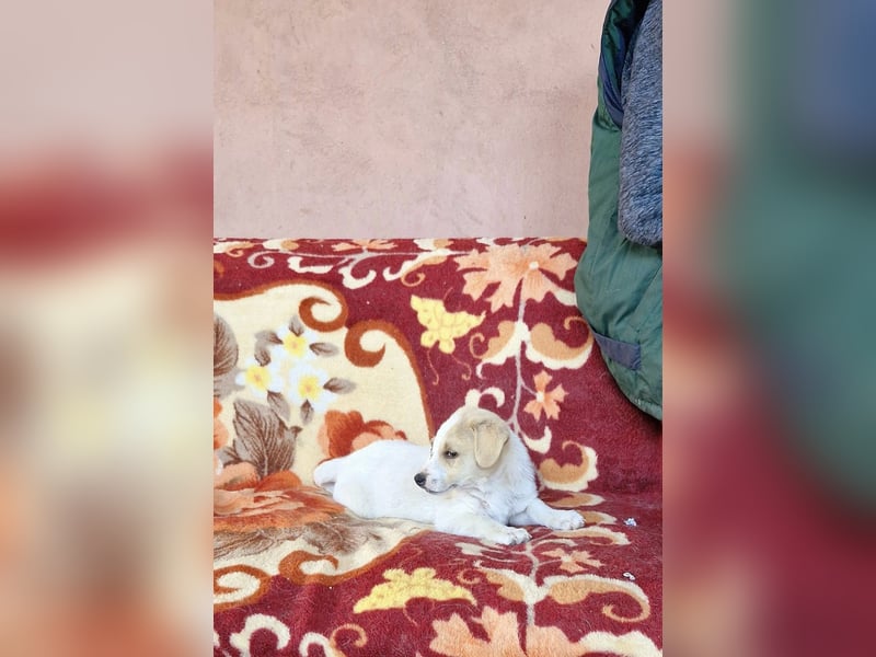 KÄPTN JACK SPARROW - Kleiner Pirat sucht abenteuerlustige Menschen