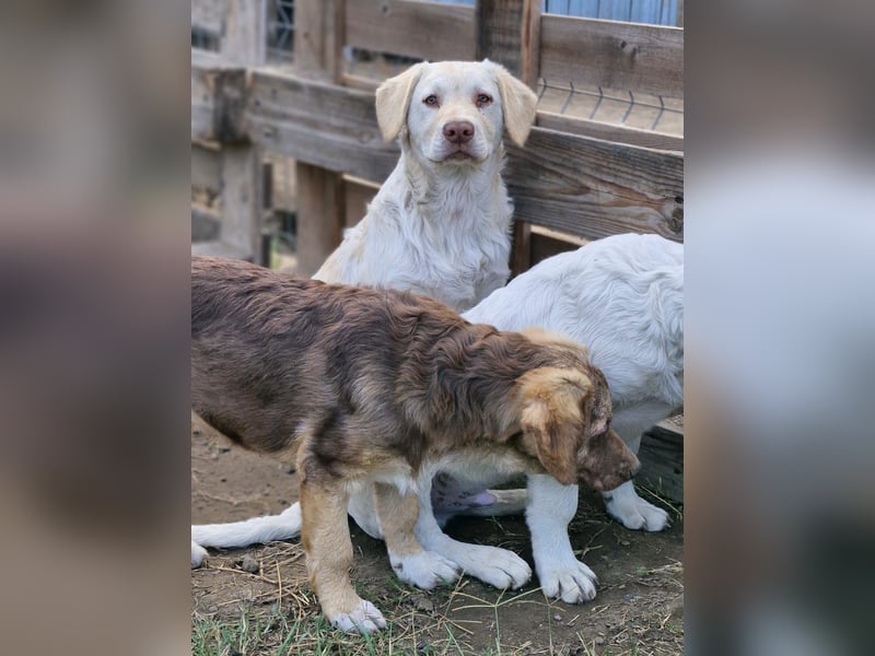 BIM - Traumhund sucht Traumzuhause