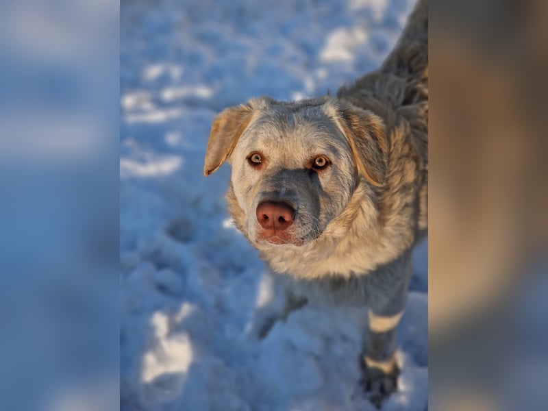 BIM - Traumhund sucht Traumzuhause