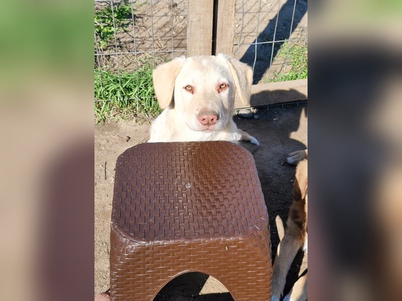 BIM - Traumhund sucht Traumzuhause