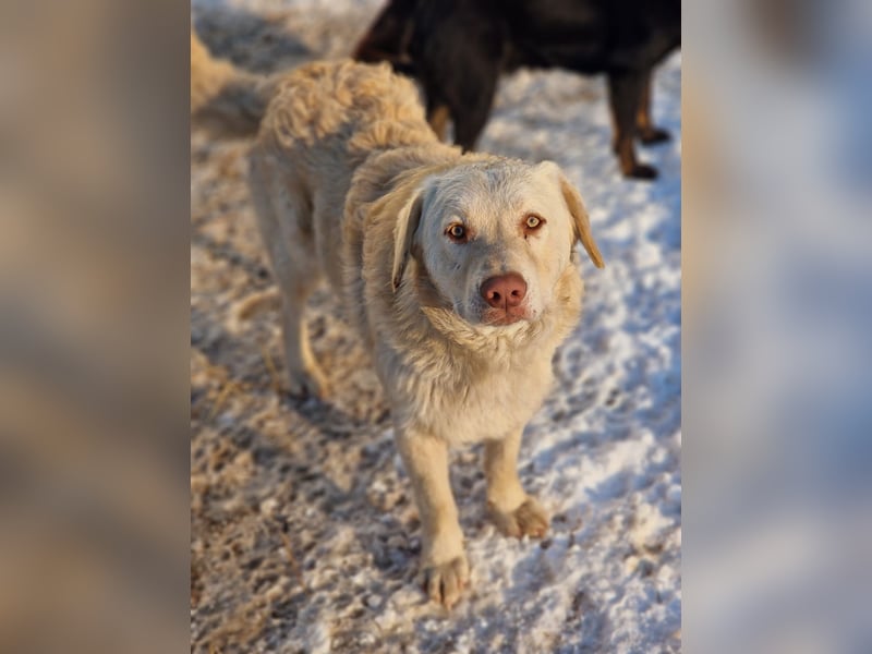 BIM - Traumhund sucht Traumzuhause