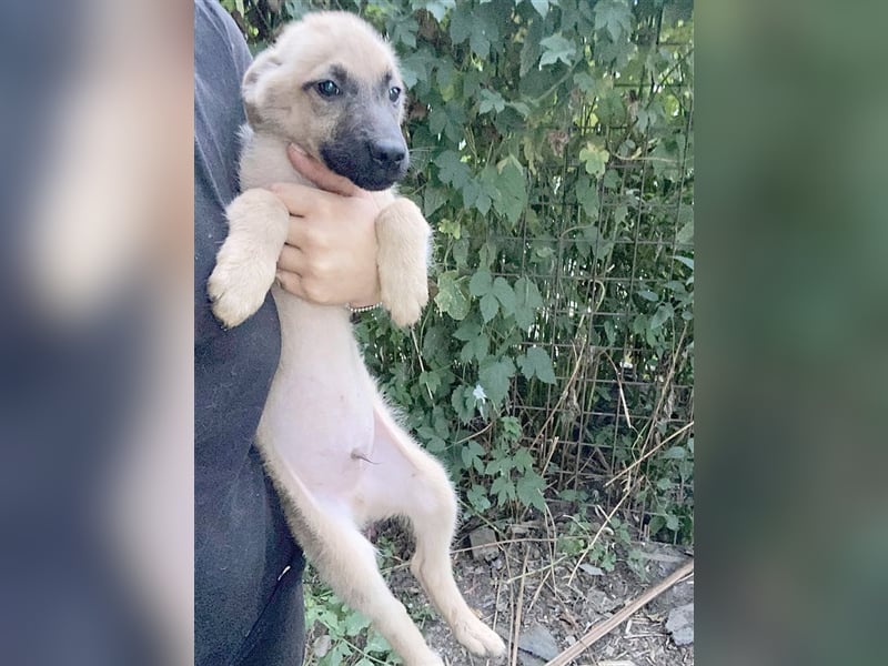 PHAJO, bildhübscher Hundebub. Der ideale Familienhund