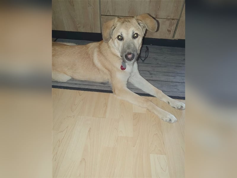 TUCKER, Traumhund! Bereits auf PS in Deutschland. Mag auch Katzen