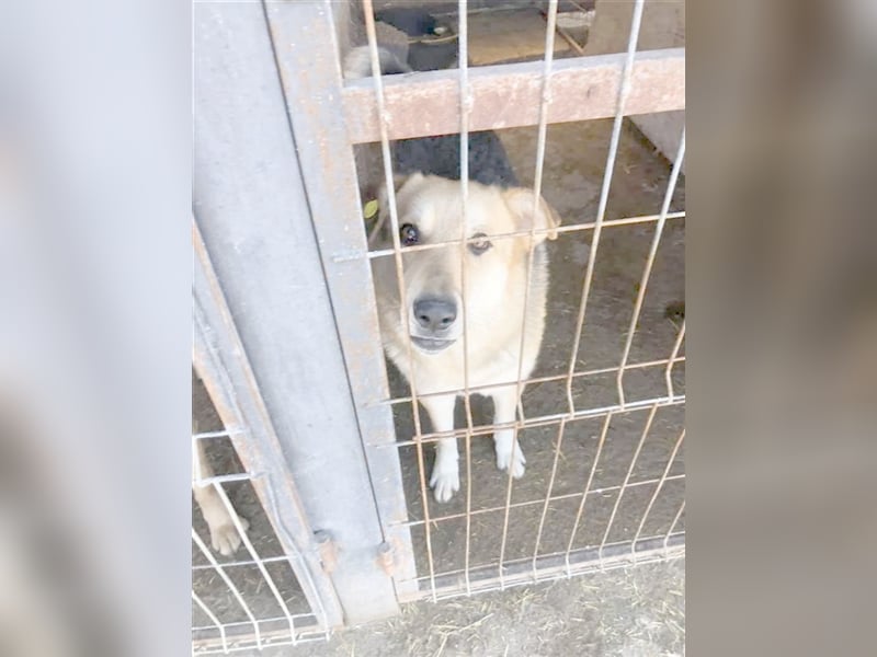 WASTEL, eine Traumbub. Der ideale Familienhund