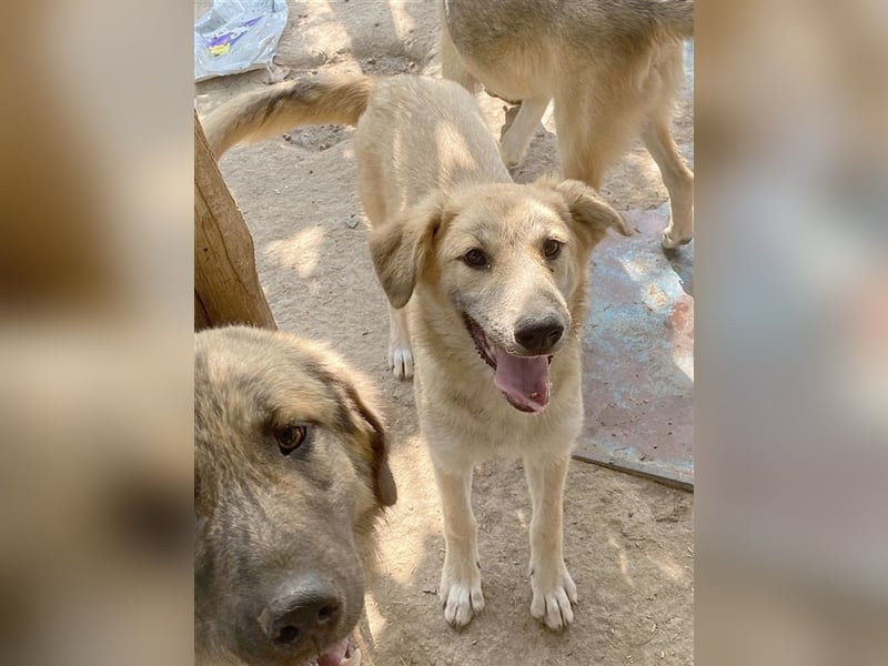 BIKOS, bildhübscher Hundebub. Der ideale Familienhund