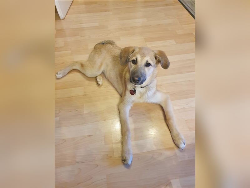 TUCKER, Traumhund! Bereits auf PS in Deutschland. Mag auch Katzen