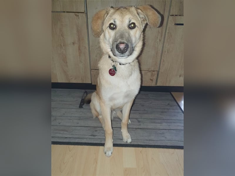 TUCKER, Traumhund! Bereits auf PS in Deutschland. Mag auch Katzen