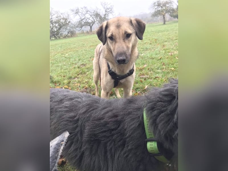 SAM, kennt Katzen und Pferde. Bereits in Deutschland auf PS