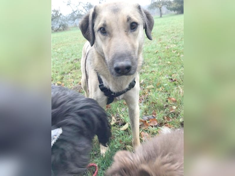 SAM, kennt Katzen und Pferde. Bereits in Deutschland auf PS