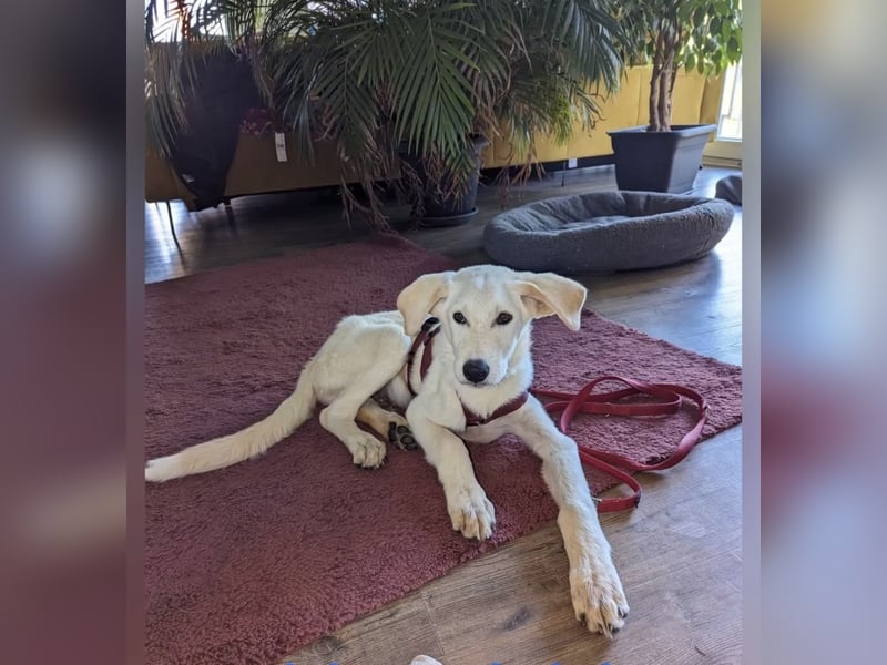 Carlo – ein kluger Dreikäsehoch auf der Suche nach seinem Platz im Leben (auf PS PLZ 87763)