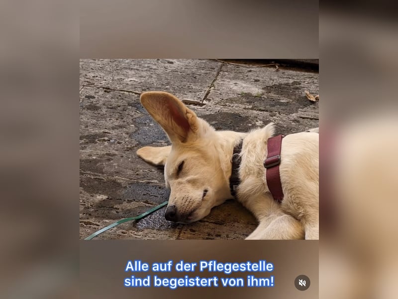 Carlo – ein kluger Dreikäsehoch auf der Suche nach seinem Platz im Leben (auf PS PLZ 87763)