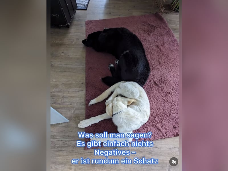Carlo – ein kluger Dreikäsehoch auf der Suche nach seinem Platz im Leben (auf PS PLZ 87763)