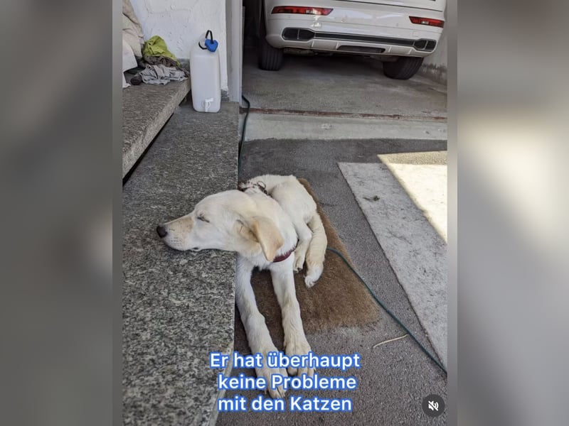 Carlo – ein kluger Dreikäsehoch auf der Suche nach seinem Platz im Leben (auf PS PLZ 87763)