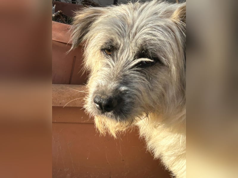 JAMES – unser fröhliches Wollknäuel auf vier Pfoten