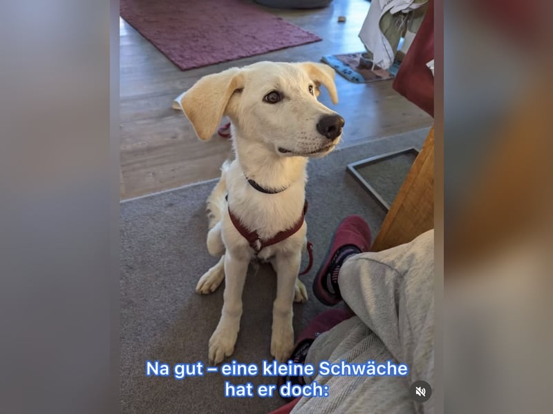 Carlo – ein kluger Dreikäsehoch auf der Suche nach seinem Platz im Leben (auf PS PLZ 87763)