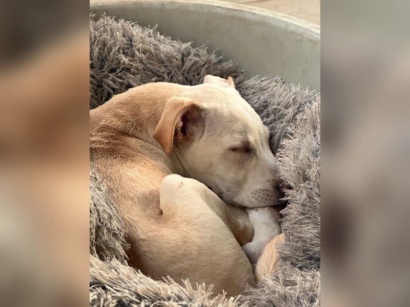 Francesco – sanfter Herzenshund auf der Suche nach seinem Platz im Leben
