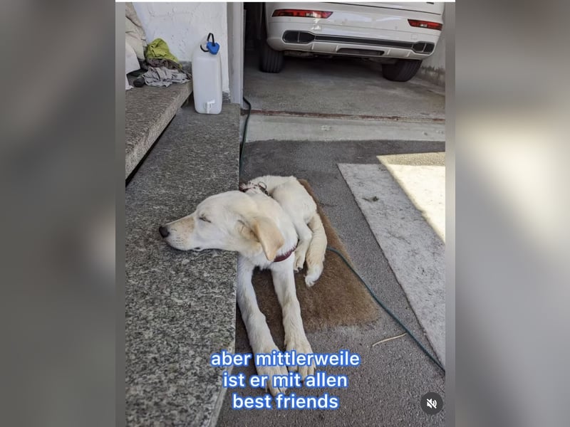 Carlo – ein kluger Dreikäsehoch auf der Suche nach seinem Platz im Leben (auf PS PLZ 87763)