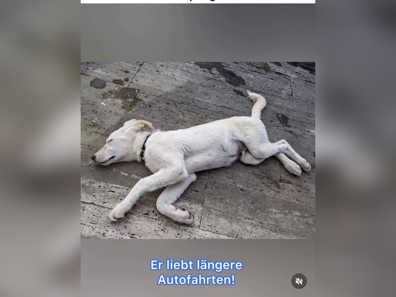 Carlo – ein kluger Dreikäsehoch auf der Suche nach seinem Platz im Leben (auf PS PLZ 87763)