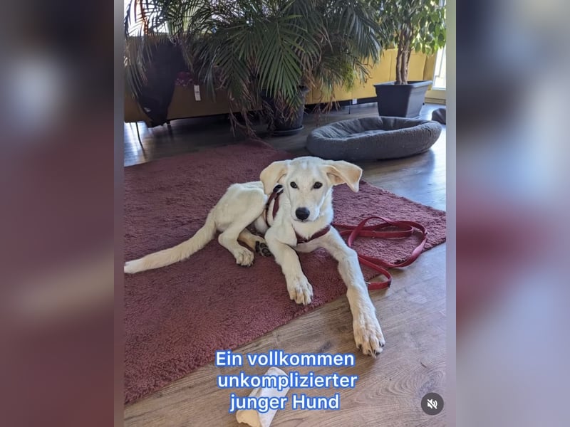 Carlo – ein kluger Dreikäsehoch auf der Suche nach seinem Platz im Leben (auf PS PLZ 87763)