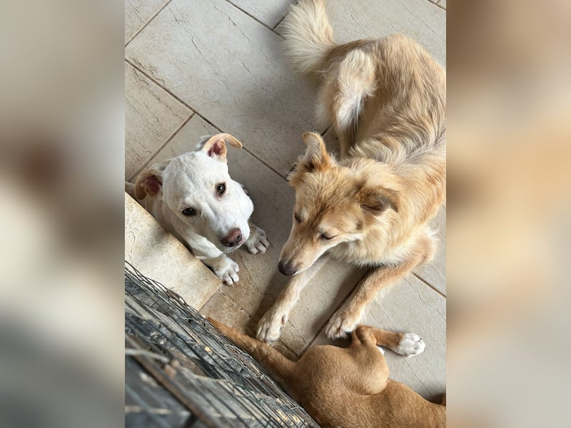 Francesco – sanfter Herzenshund auf der Suche nach seinem Platz im Leben