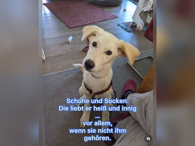 Carlo – ein kluger Dreikäsehoch auf der Suche nach seinem Platz im Leben (auf PS PLZ 87763)