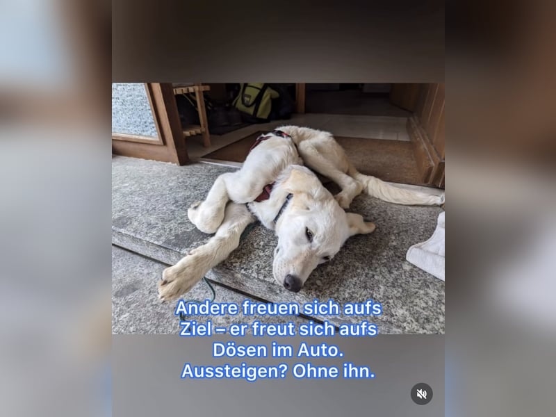 Carlo – ein kluger Dreikäsehoch auf der Suche nach seinem Platz im Leben (auf PS PLZ 87763)