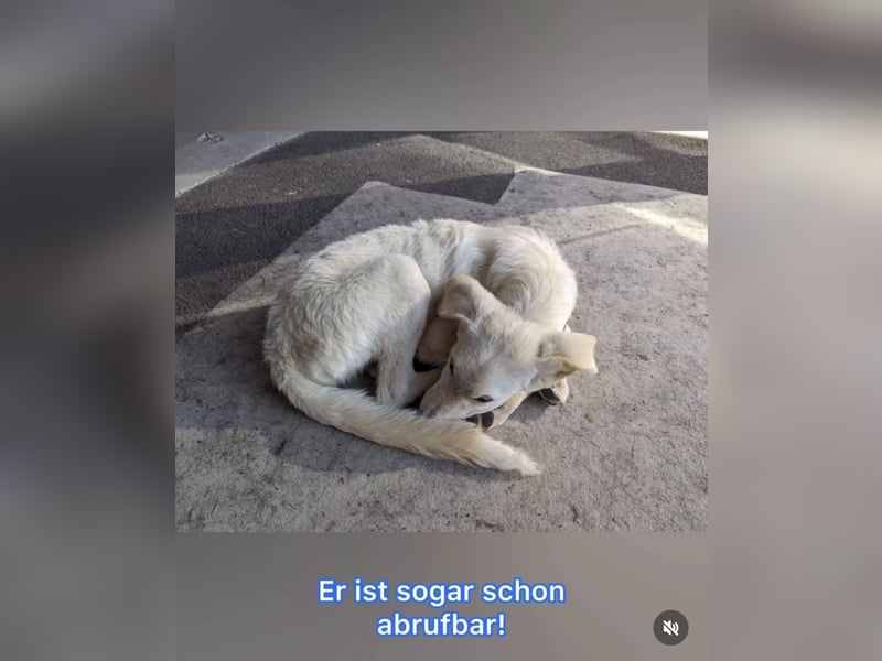 Carlo – ein kluger Dreikäsehoch auf der Suche nach seinem Platz im Leben (auf PS PLZ 87763)