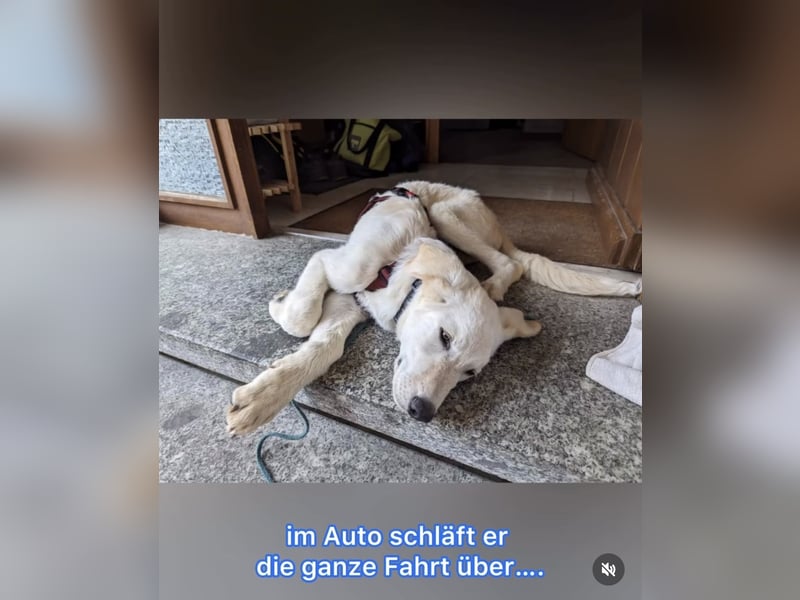 Carlo – ein kluger Dreikäsehoch auf der Suche nach seinem Platz im Leben (auf PS PLZ 87763)